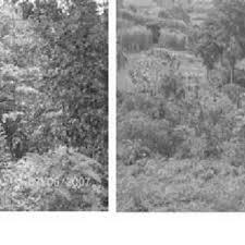 Image result for Pterygota mildbraedii