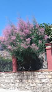 Image result for tamarix ramosissima pink cascade