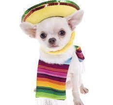 Pin On Perros Y Gatos