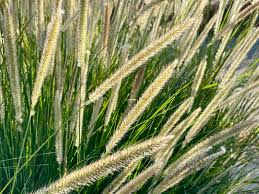 Image result for Macrotyloma africanum