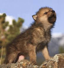 Image result for wolf cub