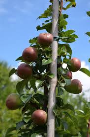 Die Saulenbirne Decora Ist Die Ideale Erganzung Fur Ihr Saulenobst Auf Balkon Terrasse Oder Garten Geniessen Sie Frische Birnen Aus Eigener Obst Birne Garten