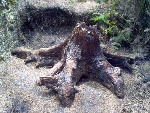 Gum Diggers Park - Ancient Buried Kauri forest and Gum-Digging site North of Kaitaia NZ