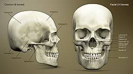 How many bones are in the skull? Axial Skeleton Wikipedia