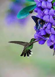 Colorful Birds Flying In The Sky Gif Https Encrypted Tbn0 Gstatic Com Images Q Tbn 3aand9gcqikb7tf0sewnsd5hpnh6ucplkdrcswwx0xkw Usqp Cau