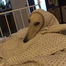 Pin On A M I G A T O S Y M A S