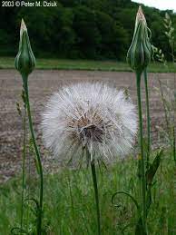 Giant Dandilion Tragopogon Dubius Goats Beard Wild Flowers Perennials