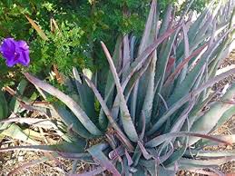 Image result for Aloe barendii