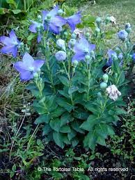 Balloon Flower Leaves Google Search Plants Tortoise Table Plant Database