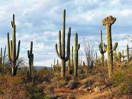 I want to thank my friend bamawester for coming up with a title for this photo. Saguaro Cactus Sentinel Of The Southwest U S National Park Service