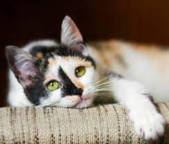 My Cat Has An Upset Stomach What Can I Do