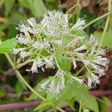 Image result for Aidia micrantha