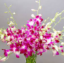 Images Of Orchids Orchid Flowers A Close Up Orchidaceous Orchid Blog Orchid Flower Arrangements Orchid Flower Orchids