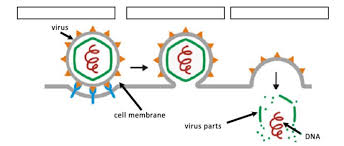 For this reason, most viruses must use the proteins provided by their host to reproduce and make more viruses. How Do Viruses Infect Cells Biology Libretexts