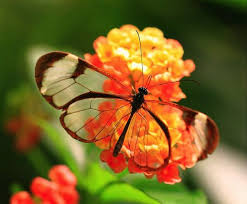 Rama rama rama rama ragam: Gambar Rama Rama Bersayap Lutsinar Yang Sangat Cantik Glasswinged Butterfly Glasswing Butterfly Butterfly