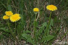 Image result for Taraxacum sp.