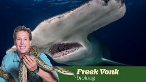 De theatershow freek vonk live 'on tour' is het vertrekpunt voor een 1 uur en 20 minuten durende spectaculaire familieshow waarbij freek vertelt over de meest bijzondere en. Freek Vonk Zwemt Weer Tussen De Haaien Natuur Telegraaf Nl