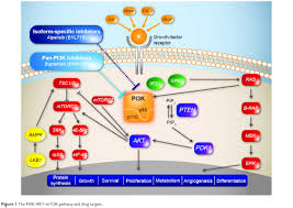 Image result for PIK3CA Inhibitor