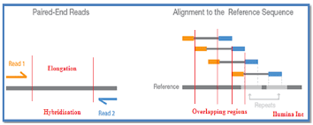 paired end sequencing left showing read 1 and read 2