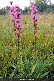 Image result for Nesaea aspera