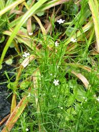 Image result for Polygala arenaria