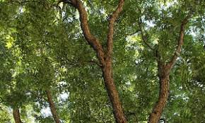 Fruit trees need so many chilling hours in order to produce fruit. Fruit Trees In Nevada Which Will Thrive