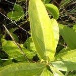 Image result for Anisophyllea quangensis