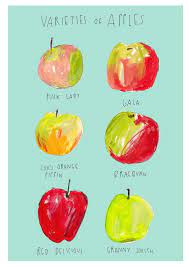 items similar to varieties of apples on etsy recette illustree fruits et legumes illustration coloriage cupcake pdf