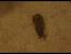Poop On Carpet
