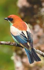 Birds Of A Feather Movie 2020 Pin On Ahoy Bird Lovers
