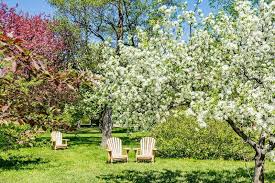 Check spelling or type a new query. The 5 Top Fruit Trees For New Jersey Trees Unlimited