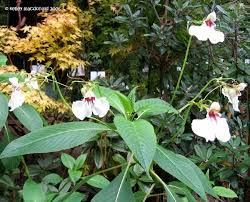Image result for Impatiens tinctoria
