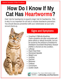 heartworm cat friendly homes