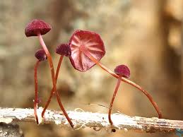 Image result for Marasmius sp.