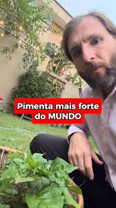 Bom dia a todos uma semana abençoada e apimentada a todos essas pimentas  cumari passarinho Silvestre colhi ontem no mato 🔥🔥💪🙏🇧🇷🌏