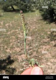 Image result for Tragus berteronianus