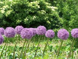 Rodents and deer also avoid them. Hd Wallpaper Allium Flowers Blossom Bloom Purple Pink Ornamental Onion Wallpaper Flare