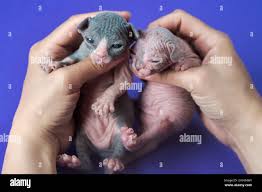 Medical Exam Of Newborn Sphynx Kittens Female Caucasian Hands Carefully Hold Female Kitten Of Black And White And Male Kitten Of Blue And White Stock Photo Alamy