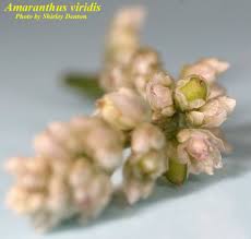 Image result for Amaranthus viridis