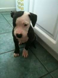 Similar to human babies, you should warm the milk to about 100 degrees or body temperature. Pin On Cheap Dog Treatments