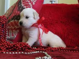 Maybe you would like to learn more about one of these? English Cream Golden Retrievers For Sale In West Palm Beach Florida Classified Americanlisted Com