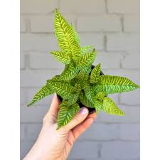 Image result for Coniogramme