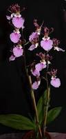Image result for Eulophia guineensis