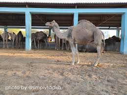 About nrcc camel national research centre on camel recruitment 2021. Our Royal Stay At Hotel Gaj Kesri Bikaner Simply Tadka