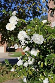 The leaves are dark green, leathery, shiny and smooth with small. 25 Bushes With White Flowers White Flowering Shrubs