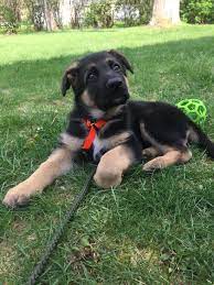 ボード deutscher schaferhund teil 1 5 のピン