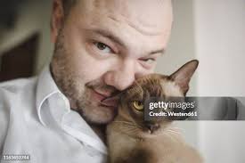 808 Burmese Cat Stock Photos, High-Res Pictures, and Images