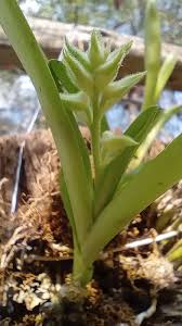 Image result for Polystachya villosa