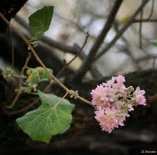 Image result for Dombeya shupangae