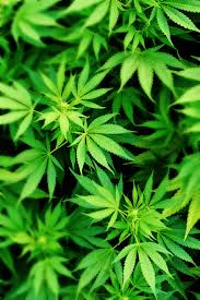 Find images that you can add to blogs, websites, or as phone wallpapers. Weed Wallpaper Nawpic